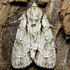 Acronicta vinnula