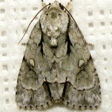 Acronicta vinnula