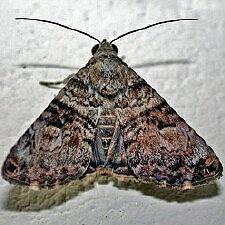 Coenipeta bibitrix