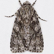 Acronicta brumosa