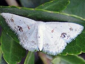 Scopula lautaria