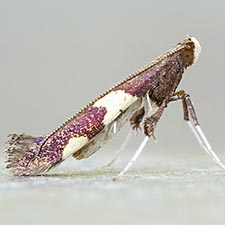 Caloptilia burgessiella