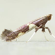 Caloptilia burgessiella