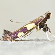 Caloptilia burgessiella