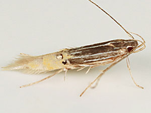 Cosmopterix quadrilineella