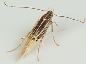 Cosmopterix quadrilineella