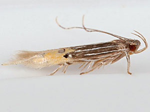 Cosmopterix quadrilineella