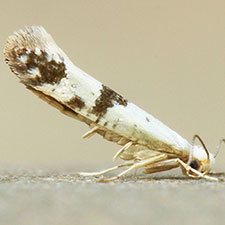 Argyresthia mesocausta