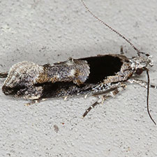 Pseudochelaria pennsylvanica