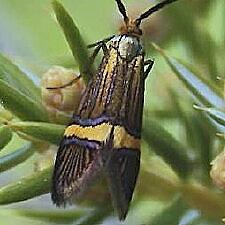 Nemophora bellela