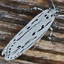 Ethmia monticola