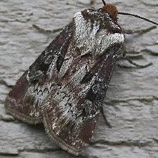 Agrotis vancouverensis