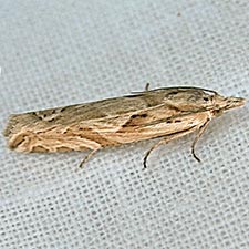 Eucosma montanana