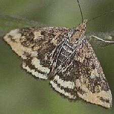 Pyrausta borealis