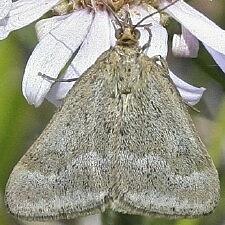 Pyrausta unifascialis