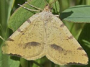 Macaria occiduaria