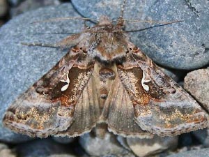 Autographa pseudogamma