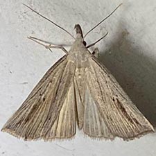 Macrochilo santerivalis
