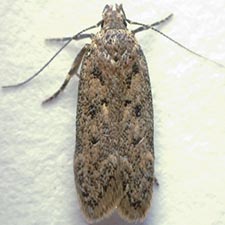 Bryotropha branella