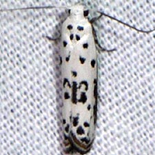 Ethmia bittenella