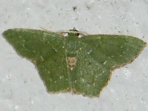 Chloropteryx nordicaria