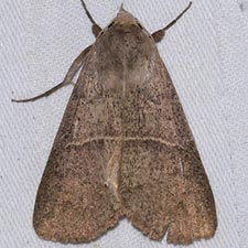 Obrima pyraloides