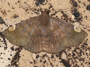 Antiblemma sterope