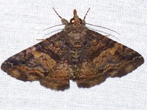 Metria bilineata