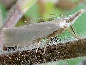 Crambus perlella