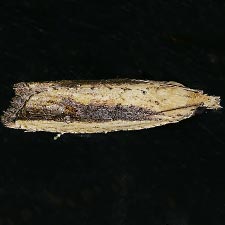 Bactra priapeia