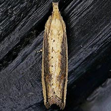 Bactra priapeia