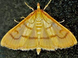 Neohelvibotys polingi