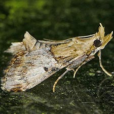 Cacozelia elegans