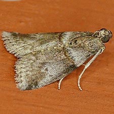 Acrobasis texana