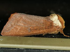 Datana robusta