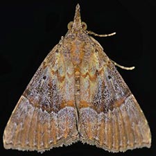 Hypena vetustalis