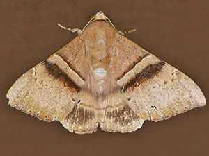Neophisma tropicalis