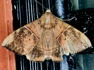 Neophisma tropicalis