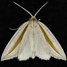 Doryodes latistriga