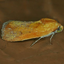 Ponometia exigua