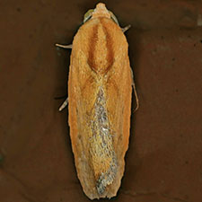 Ponometia exigua