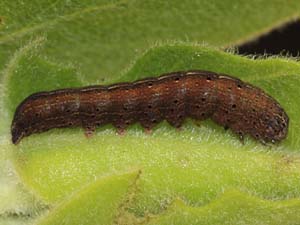 Orthosia pulchella