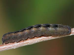 Orthosia pulchella