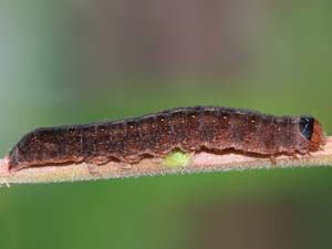 Orthosia pulchella