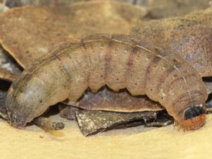 Orthosia pulchella