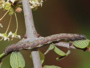 Drepanulatrix falcataria