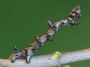 Aethaloida packardaria