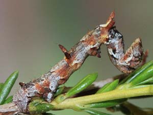 Aethaloida packardaria