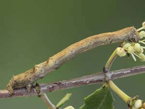 Tetracis hirsutaria