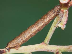 Eupithecia scabrogata